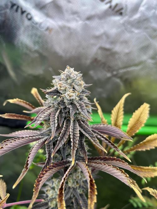 Bigfoot Glue. Week 15