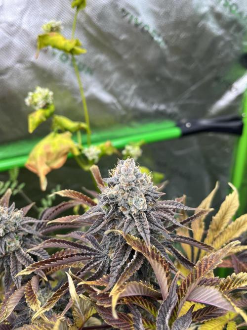 Bigfoot Glue. Week 15