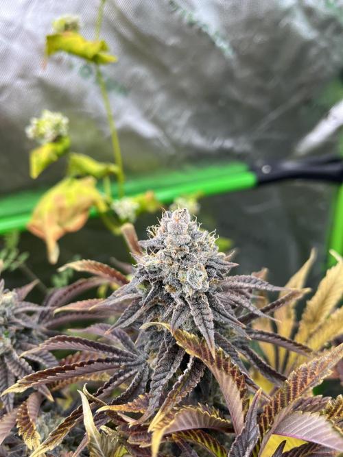 Bigfoot Glue. Week 15