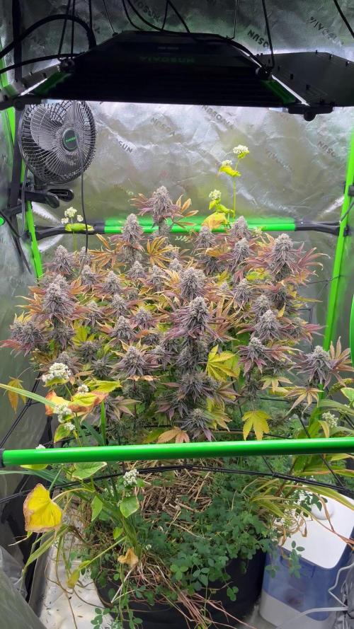 Bigfoot Glue