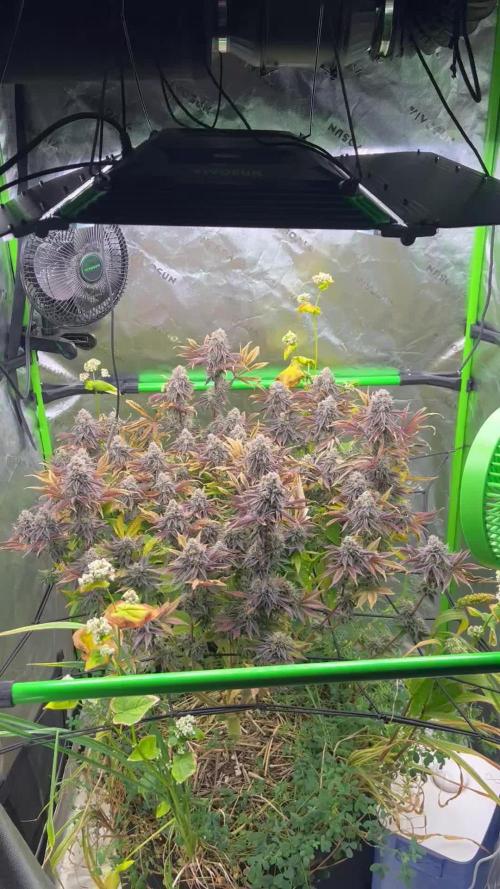 Bigfoot Glue