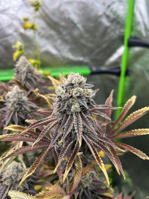 Bigfoot Glue. Week 16