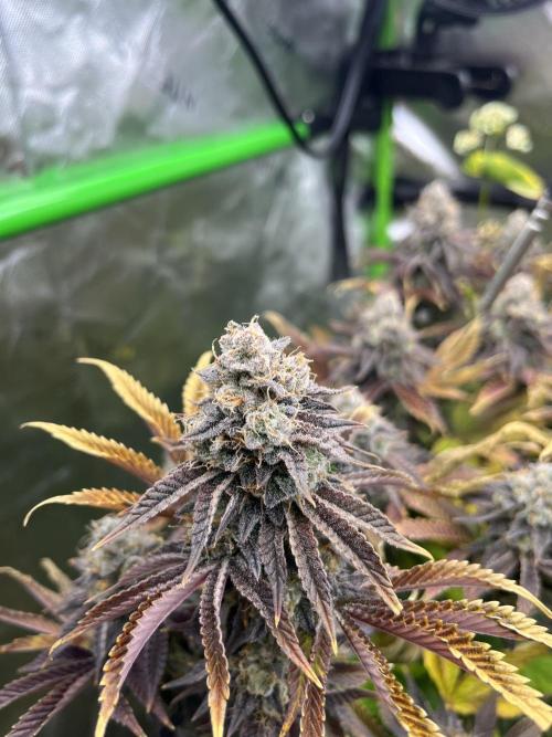 Bigfoot Glue. Week 16