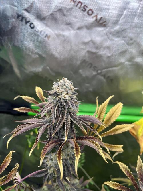 Bigfoot Glue. Week 16