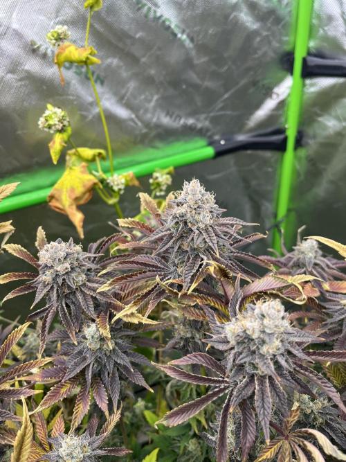 Bigfoot Glue. Week 16