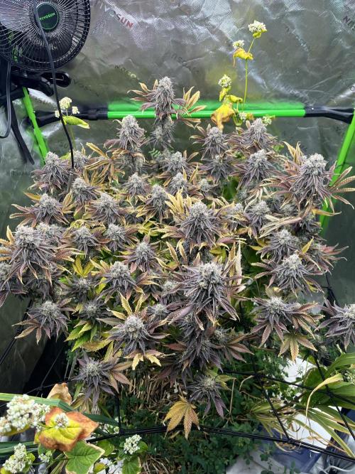 Bigfoot Glue. Week 16