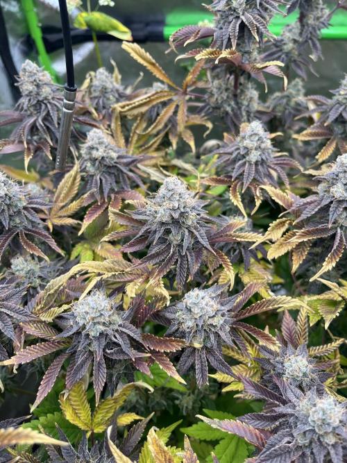 Bigfoot Glue. Week 16