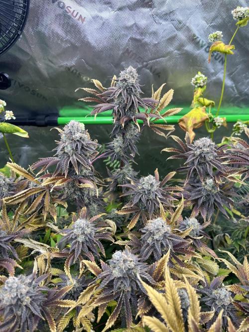 Bigfoot Glue. Week 16