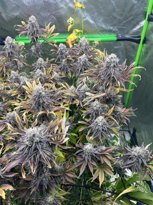 Bigfoot Glue. Week 16