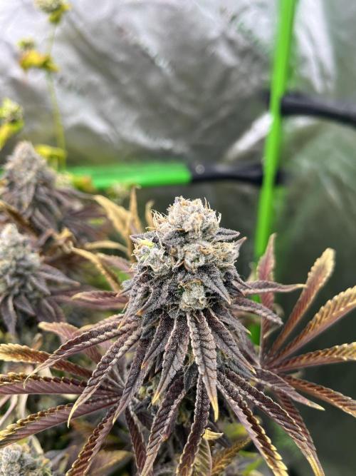 Bigfoot Glue. Week 16