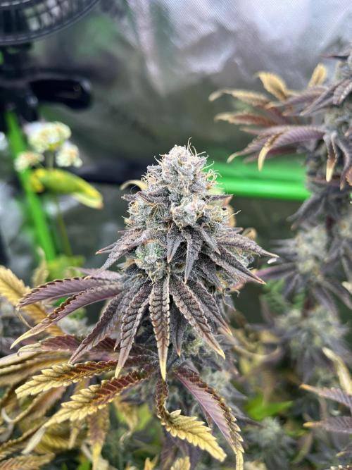 Bigfoot Glue. Week 16