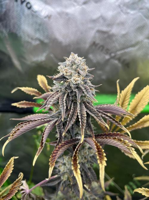 Bigfoot Glue. Week 16