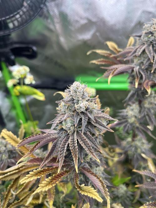 Bigfoot Glue. Week 16