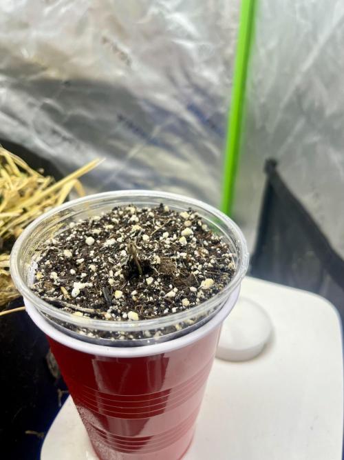 Chicken ‘n Wafflez. Week 0