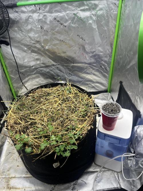 Chicken ‘n Wafflez. Week 0