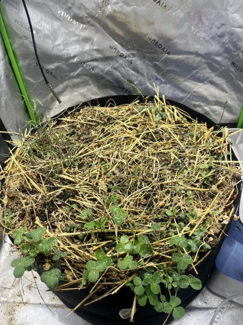 Chicken ‘n Wafflez. Week 0