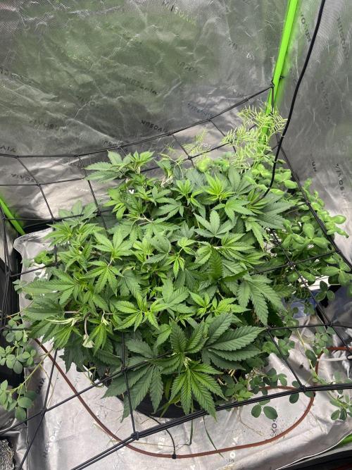 Chicken ‘n Wafflez. Week 8