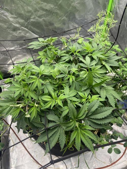 Chicken ‘n Wafflez. Week 8