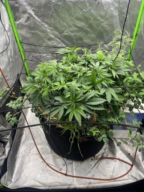 Chicken ‘n Wafflez. Week 8