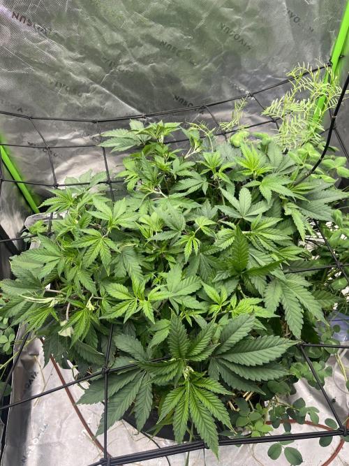 Chicken ‘n Wafflez. Week 8