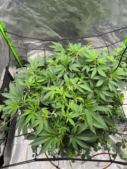 Chicken ‘n Wafflez. Week 8