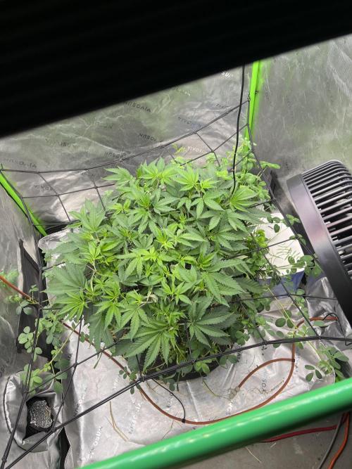 Chicken ‘n Wafflez. Week 8