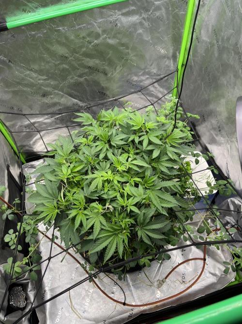 Chicken ‘n Wafflez. Week 8