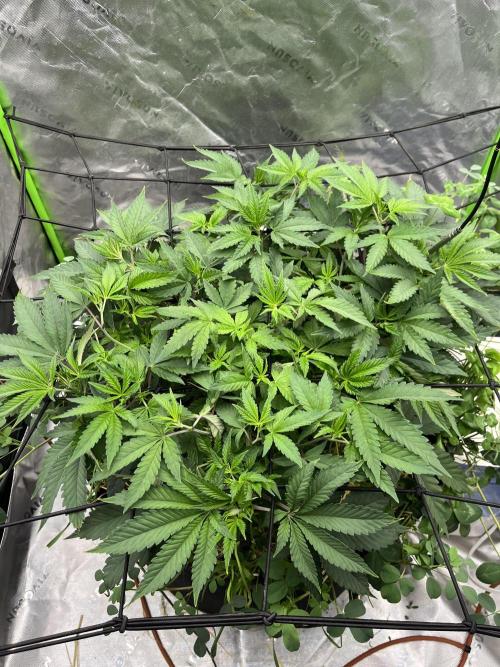 Chicken ‘n Wafflez. Week 8