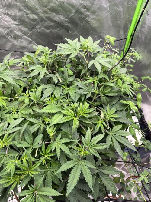 Chicken ‘n Wafflez. Week 9