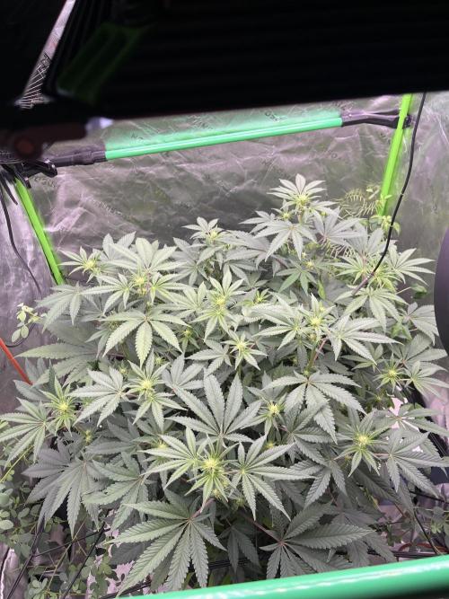Chicken ‘n Wafflez. Week 10