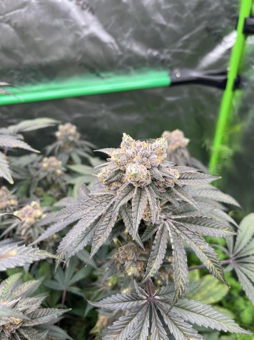 Chicken ‘n Wafflez. Week 15