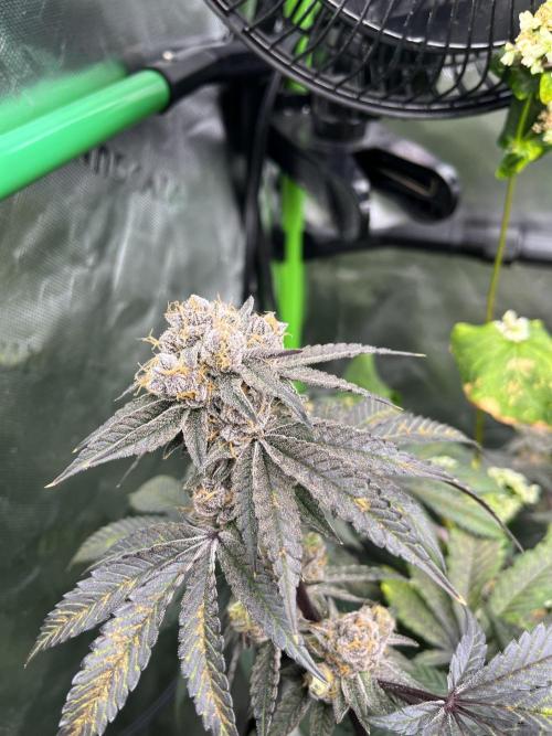 Chicken ‘n Wafflez. Week 15