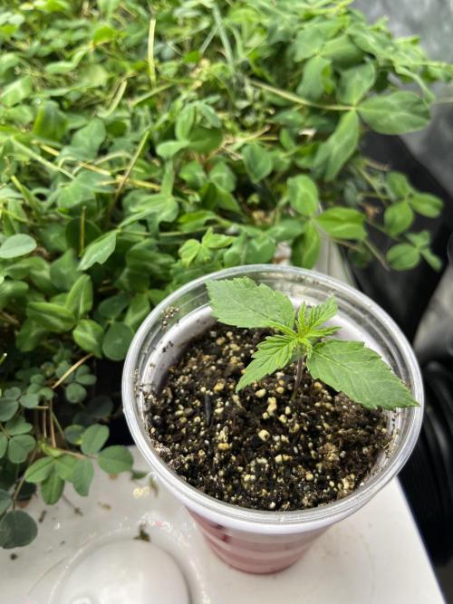 Blueberry Muffin. Week 0