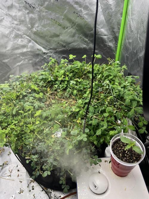 Blueberry Muffin. Week 0