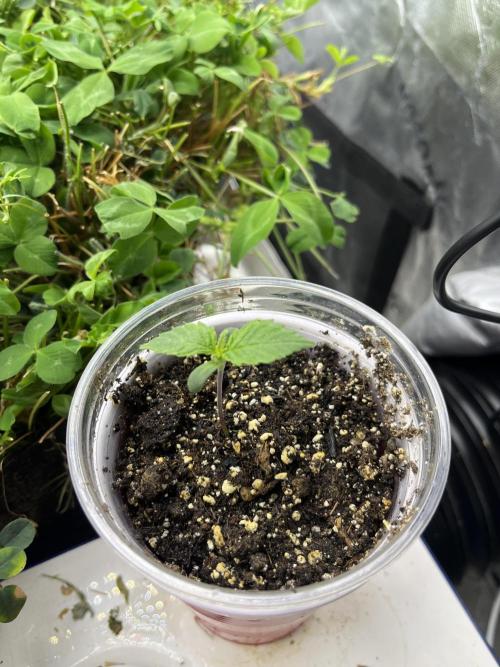 Blueberry Muffin. Week 0