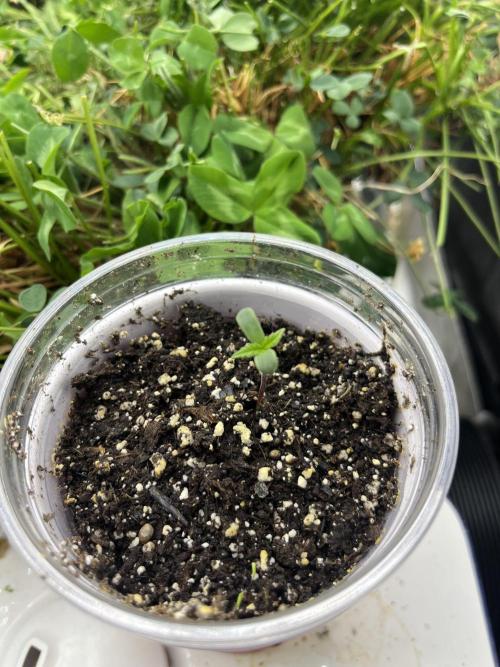 Blueberry Muffin. Week 0