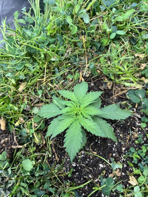 Blueberry Muffin. Week 1