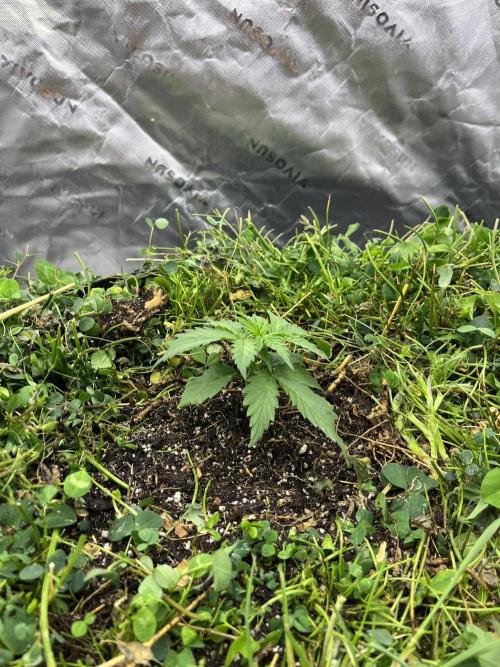Blueberry Muffin. Week 1
