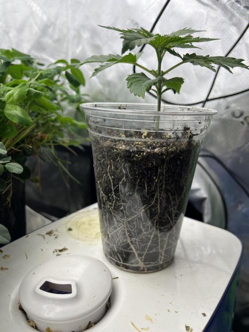 Blueberry Muffin. Week 1
