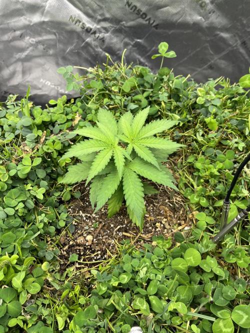 Blueberry Muffin. Week 2