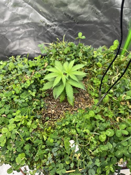 Blueberry Muffin. Week 2