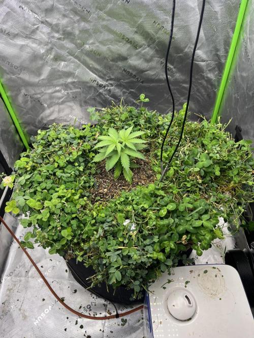 Blueberry Muffin. Week 2