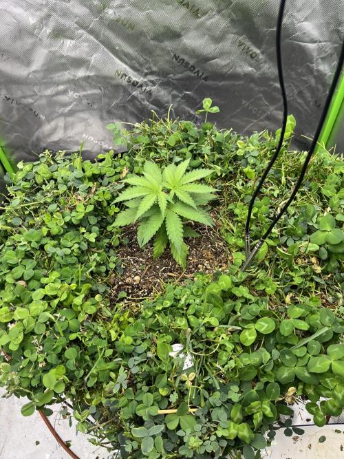 Blueberry Muffin. Week 2
