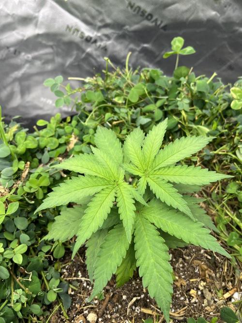 Blueberry Muffin. Week 2