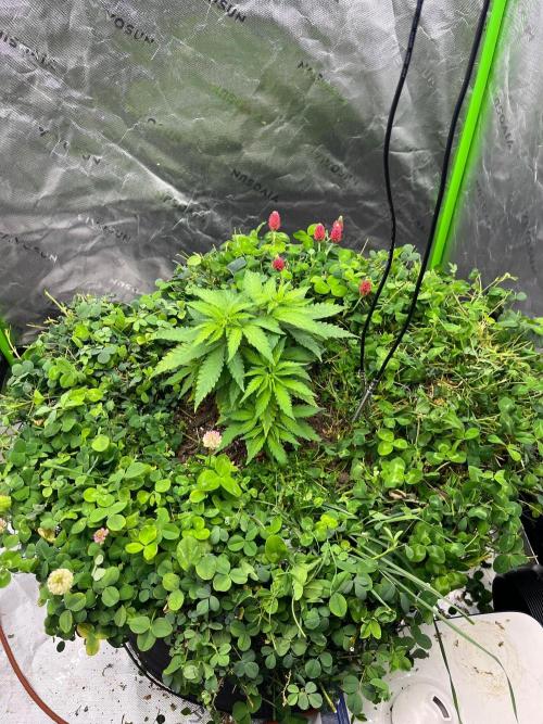 Blueberry Muffin. Week 3