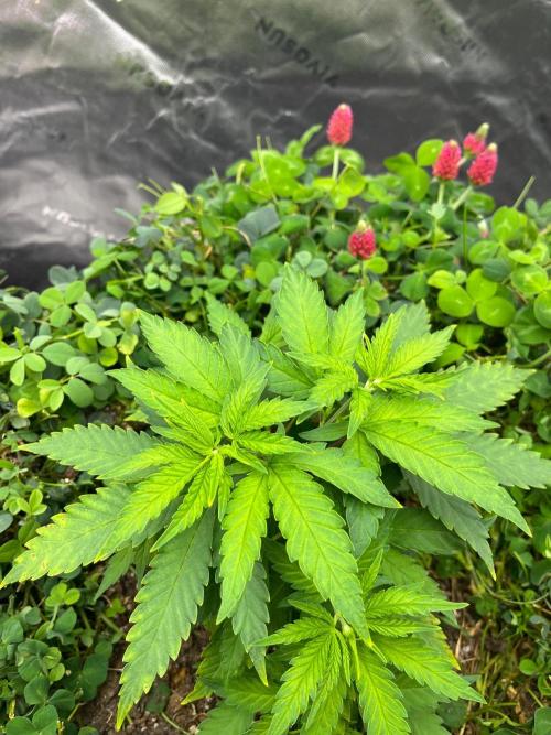 Blueberry Muffin. Week 3