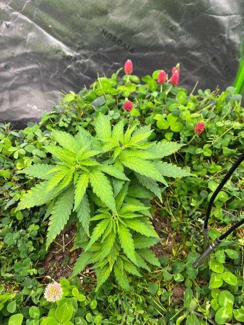 Blueberry Muffin. Week 3