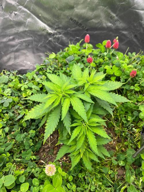 Blueberry Muffin. Week 3
