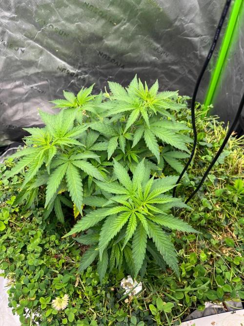 Blueberry Muffin. Week 4