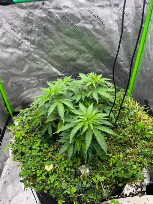 Blueberry Muffin. Week 4